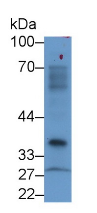Polyclonal Antibody to Nucleoporin 37 (NUP37)