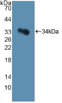 Polyclonal Antibody to Cluster Of Differentiation 42b (CD42b)