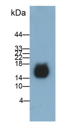Polyclonal Antibody to Defensin Alpha 11 (DEFa11)
