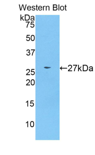 Polyclonal Antibody to Sialic Acid Binding Ig Like Lectin 2 (CD22)