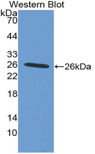Polyclonal Antibody to Integrin Alpha X (CD11c)