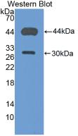Polyclonal Antibody to Cluster Of Differentiation 4 (CD4)