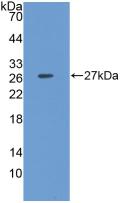 Polyclonal Antibody to Clusterin (CLU)