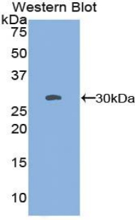 Polyclonal Antibody to Sperm Specific Antigen 2 (SSFA2)