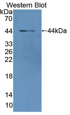 Polyclonal Antibody to MAX Gene Associated Protein (MgA)