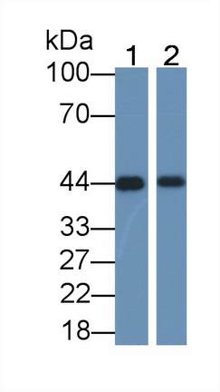 Polyclonal Antibody to Cytokeratin 19 (CK19)
