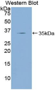 Polyclonal Antibody to Kruppel Like Factor 4, Gut (KLF4)