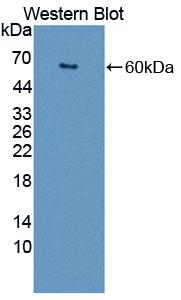 Polyclonal Antibody to Scavenger Receptor Class D Member 1 (SCARD1)