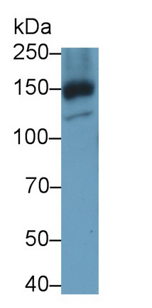 Polyclonal Antibody to Integrin Alpha 5 (ITGa5)