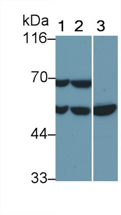 Polyclonal Antibody to Glutathione Reductase (GR)