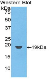 Biotin-Linked Polyclonal Antibody to Cluster of Differentiation 59 (CD59)
