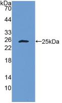 Polyclonal Antibody to Bcl2 Associated X Protein (Bax)