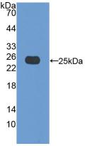 Polyclonal Antibody to Bcl2 Associated X Protein (Bax)