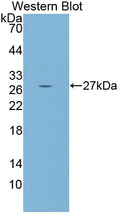 Polyclonal Antibody to Protocadherin Beta 2 (PCDHb2)