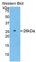 Biotin-Linked Polyclonal Antibody to Azurocidin (AZU)