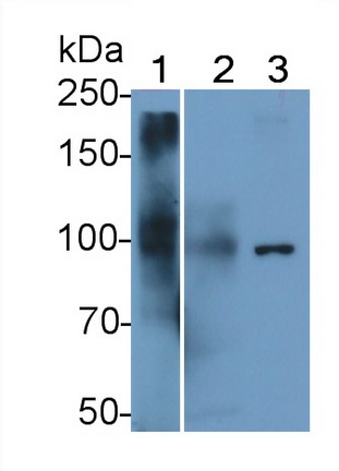 Polyclonal Antibody to Prominin 1 (PROM1)