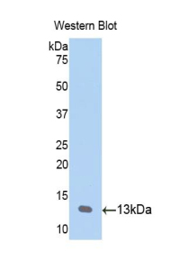 Polyclonal Antibody to Myeloid Progenitor Inhibitory Factor 1 (MPIF1)