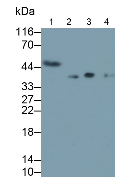 Polyclonal Antibody to Caspase 1 (CASP1)