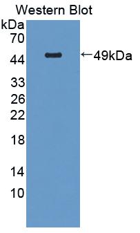 Polyclonal Antibody to Cluster Of Differentiation 164 (CD164)