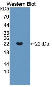 Polyclonal Antibody to Interleukin 13 Receptor Alpha 1 (IL13Ra1)