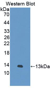 Biotin-Linked Polyclonal Antibody to Trefoil Factor 3 (TFF3)