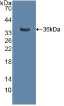 Polyclonal Antibody to Citrate Synthase (CS)