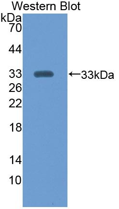 Polyclonal Antibody to Citrate Synthase (CS)