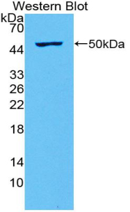 Polyclonal Antibody to Interleukin 28A (IL28A)