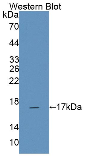 Polyclonal Antibody to Natural Cytotoxicity Triggering Receptor 3 (NCR3)