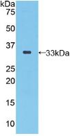 Polyclonal Antibody to Selenoprotein P1, Plasma (SEPP1)