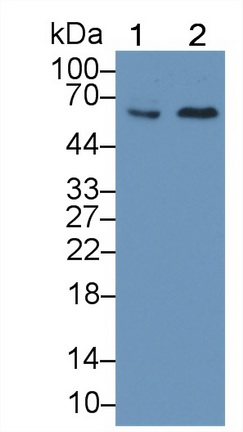 Polyclonal Antibody to Frizzled Homolog 9 (FZD9)