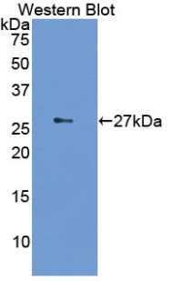 Biotin-Linked Polyclonal Antibody to Interleukin 2 Receptor Alpha (IL2Ra)
