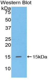 Polyclonal Antibody to Defensin Alpha 5, Paneth Cell Specific (DEFa5)