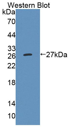 Polyclonal Antibody to Cholinergic Receptor, Nicotinic, Alpha 4 (CHRNa4)