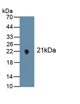 Polyclonal Antibody to NADPH Oxidase 4 (NOX4)