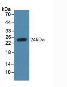 Polyclonal Antibody to Syndecan 4 (SDC4)