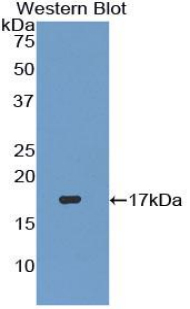 Polyclonal Antibody to Transforming Growth Factor Beta 3 (TGFb3)