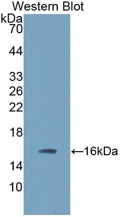 Polyclonal Antibody to Transforming Growth Factor Beta 3 (TGFb3)