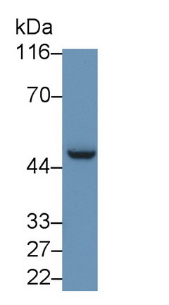 Polyclonal Antibody to Apolipoprotein A4 (APOA4)