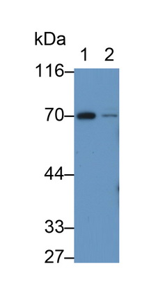 Polyclonal Antibody to Tau Protein (MAPT)