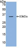 Polyclonal Antibody to Arrestin Beta 1 (ARRb1)