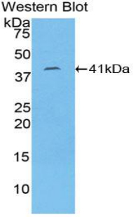 FITC-Linked Polyclonal Antibody to Cytokeratin 8 (CK8)