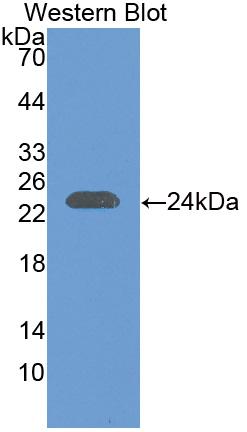 Polyclonal Antibody to Interleukin 29 (IL29)