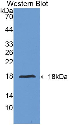 Polyclonal Antibody to Interleukin 24 (IL24)