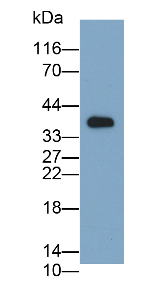 Polyclonal Antibody to Integrin Alpha 11 (ITGa11)