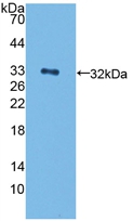 Polyclonal Antibody to Erb-b2 Receptor Tyrosine Kinase 4 (ErbB4)