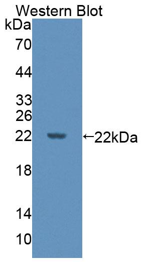 Polyclonal Antibody to Developmental Pluripotency Associated Protein 3 (DPPA3)
