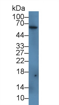 Polyclonal Antibody to Ferroportin (FPN)