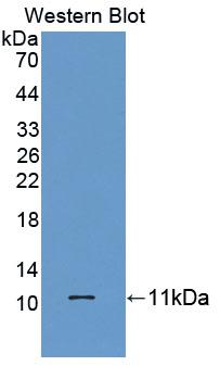 Polyclonal Antibody to Homeodomain Only Protein (HOP)