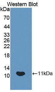 Polyclonal Antibody to Homeodomain Only Protein (HOP)